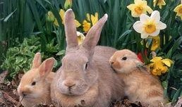 兔子吃瓜背景音乐下载免费,欢乐旋律下的免费音乐之旅